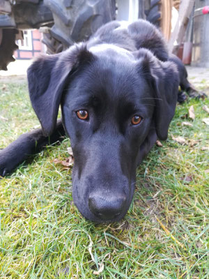 Unser Hund ELSA