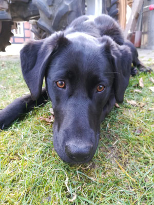 Unser Hund ELSA