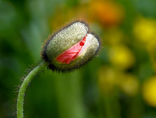 Naturfotografie - Pflanzenwelt