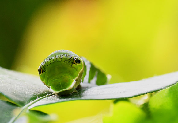 Makrofotografie - aus Klein wird Groß