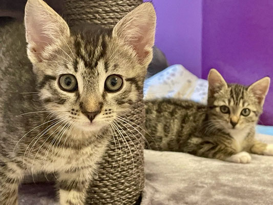 Die verwaisten Kitten haben alle ein Für-Immer-Zuhause gefunden!