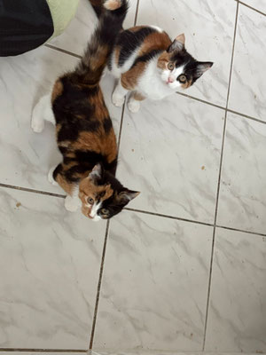 Mérida und Peanut