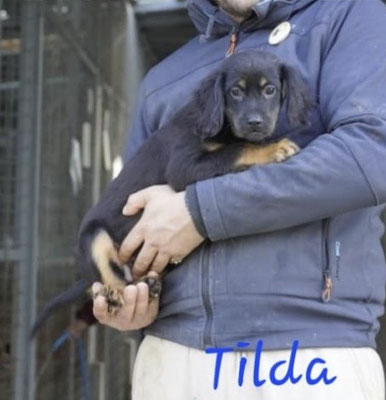 Tilda