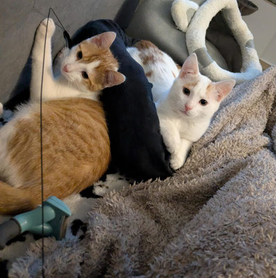 Dante & Oskar