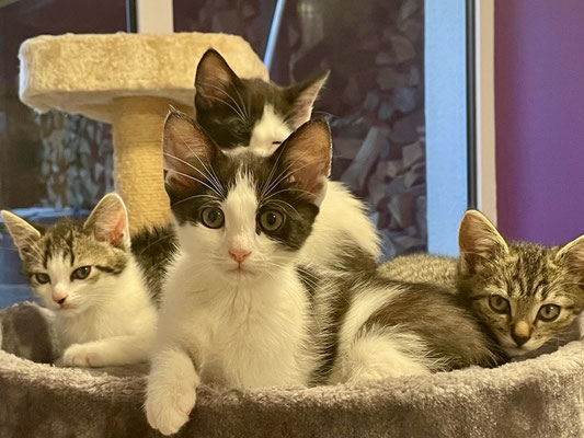 Die verwaisten Kitten haben alle ein Für-Immer-Zuhause gefunden!