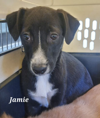 Jamie