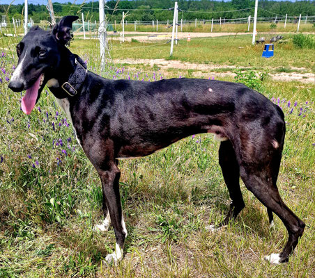  Windhund Wenzel, schwarz-weiß