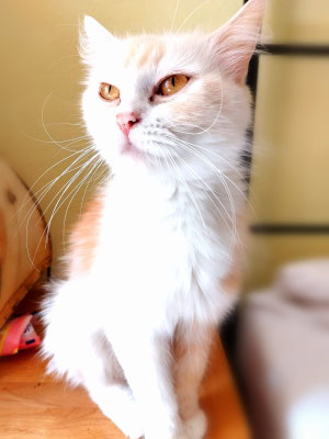 Pari