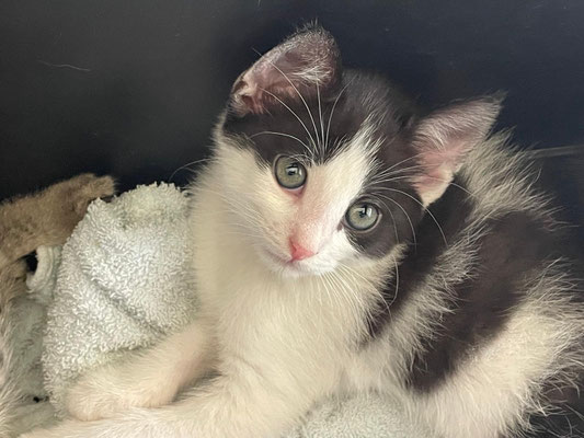 Die verwaisten Kitten haben alle ein Für-Immer-Zuhause gefunden!