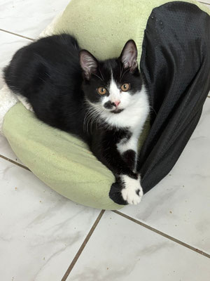 Tuxedo