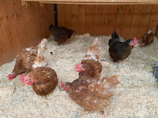 7er-Gruppe ohne Hahn