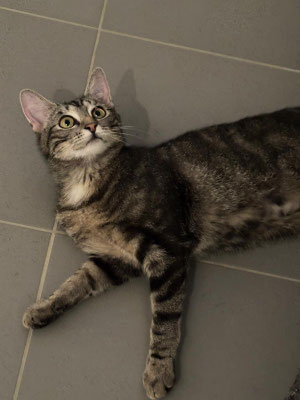 Maja
