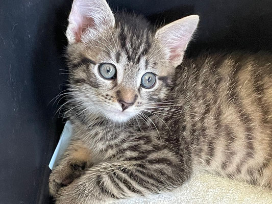Die verwaisten Kitten haben alle ein Für-Immer-Zuhause gefunden!