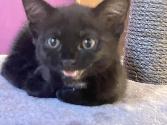 Die verwaisten Kitten haben alle ein Für-Immer-Zuhause gefunden!