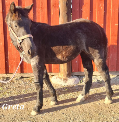 Greta