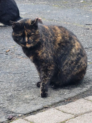 Chita