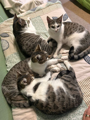 Biene, Myrtha, Pipistrella und Katzimir