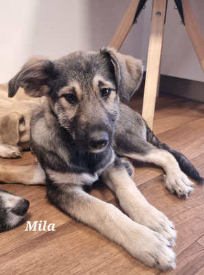 Mila