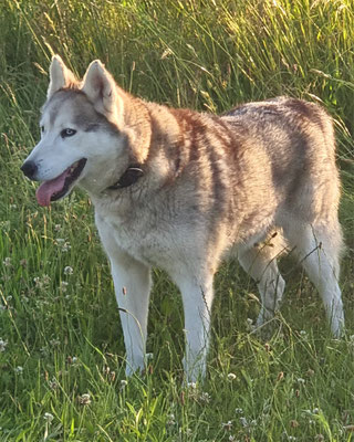 Sila