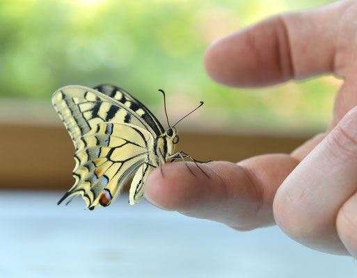 Im Gepäck sind auch lebende Schmetterlinge. Die Schülerinnen und Schüler lernen, wie man mit ihnen umgehen muss. (Bild: Andreas Eggenberger, LMVZ)