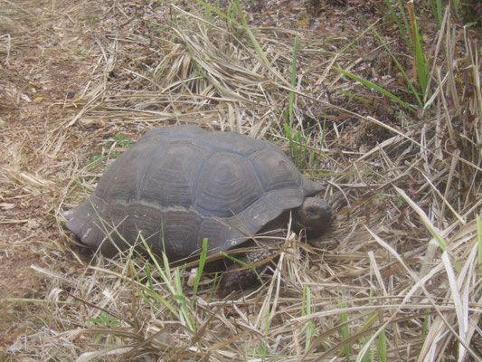 Schildkröte, die wir am Rückweg trafen - Foto: C.Haas