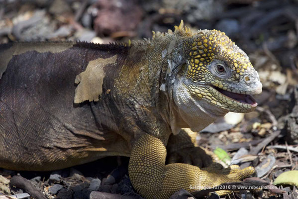 Galapagos, Dezember 2016 © Robert Hansen