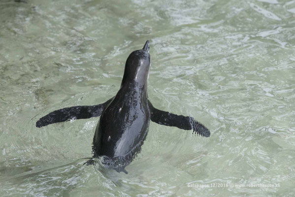 Galapagos, Dezember 2016 © Robert Hansen