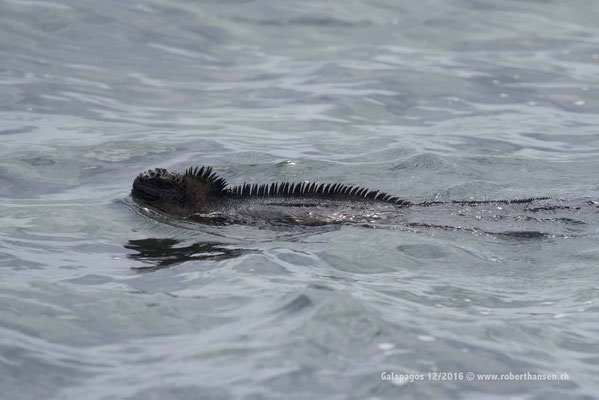 Galapagos, Dezember 2016 © Robert Hansen