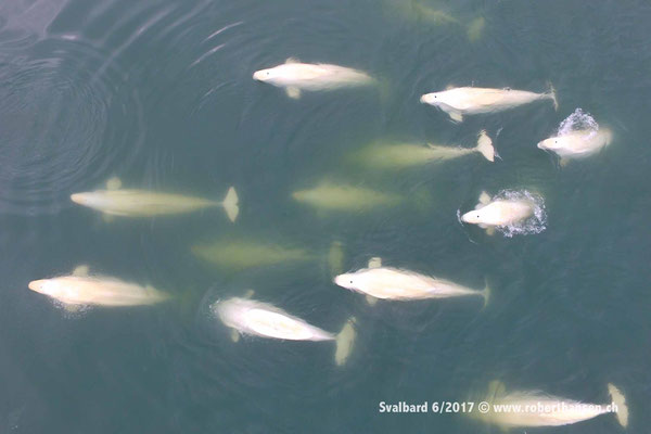 Belugas aus der Vogelperspektive © Robert Hansen