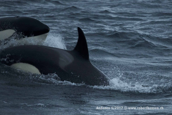 Orcas  auf Beutezug - 1/2017 © Robert Hansen