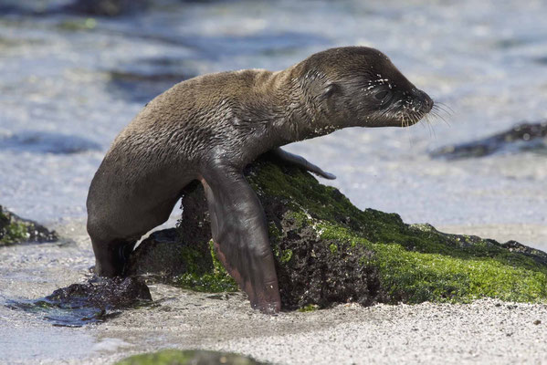 Galapagos, Dezember 2016 © Robert Hansen