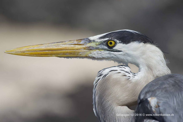 Galapagos, Dezember 2016 © Robert Hansen