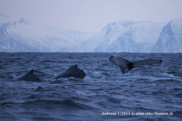 Drei Buckelwale tauchen ab - 1/2017 © Robert Hansen