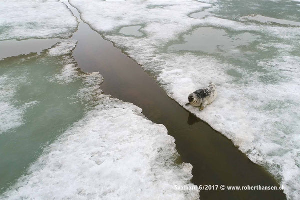 Ringelrobbe an der Eisspalte © Robert Hansen