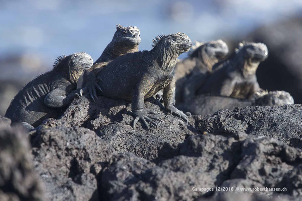 Galapagos, Dezember 2016 © Robert Hansen