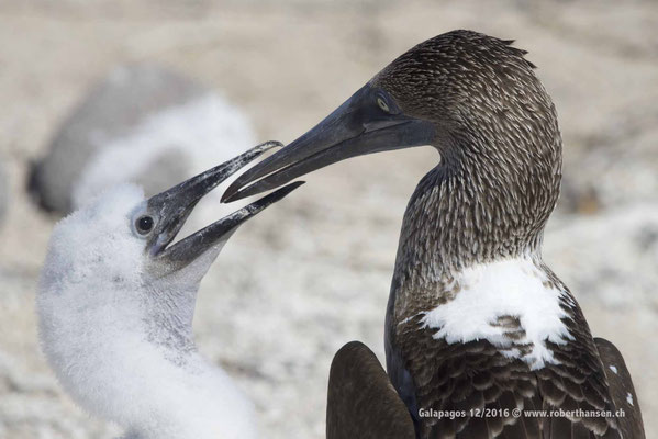 Galapagos, Dezember 2016 © Robert Hansen