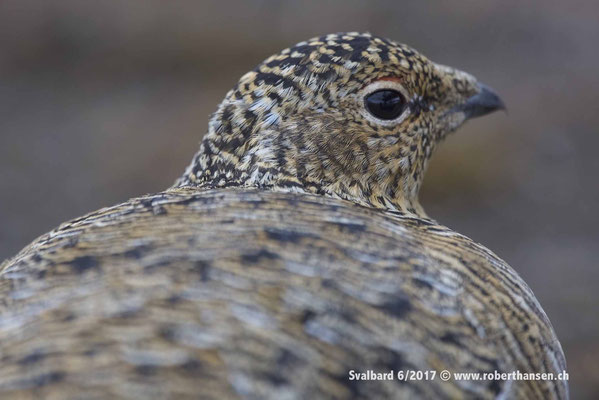 Gut getarntes Schneehuhn © Robert Hansen