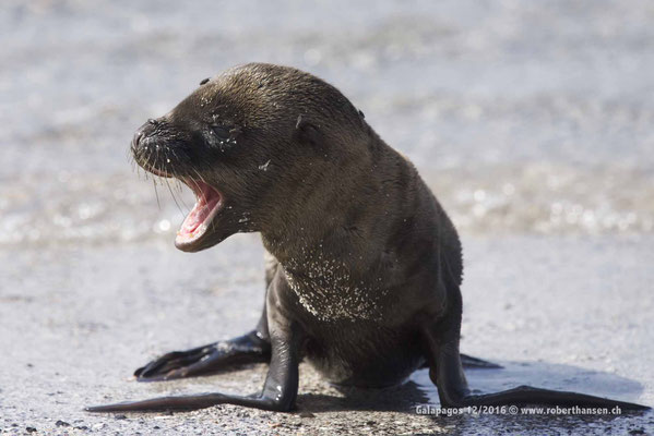 Galapagos, Dezember 2016 © Robert Hansen