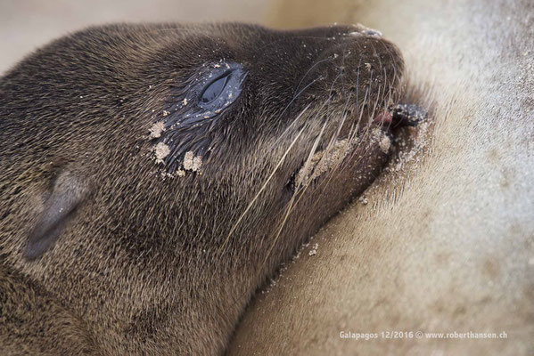 Galapagos, Dezember 2016 © Robert Hansen