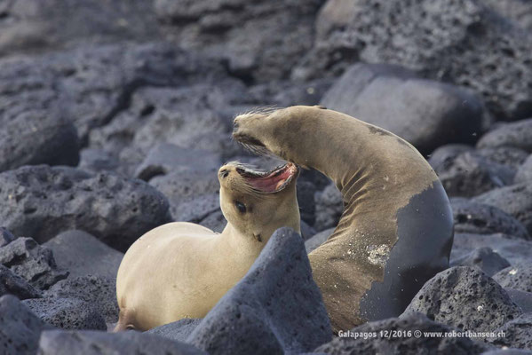 Galapagos, Dezember 2016 © Robert Hansen