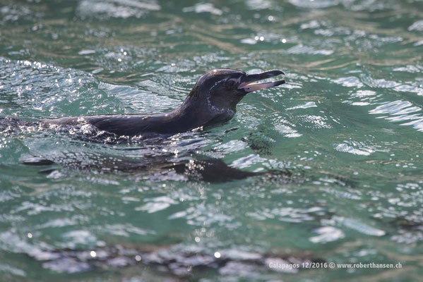 Galapagos, Dezember 2016 © Robert Hansen