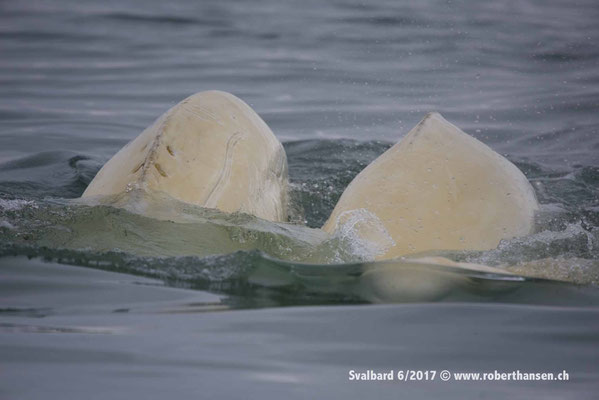 Belugas in Formation © Robert Hansen