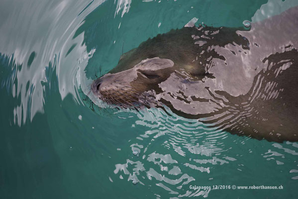 Galapagos, Dezember 2016 © Robert Hansen