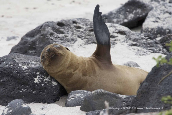 Galapagos, Dezember 2016 © Robert Hansen