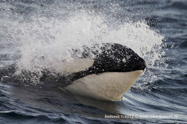 Ein Orca schiesst aus den Wellen - 1/2017 © Robert Hansen