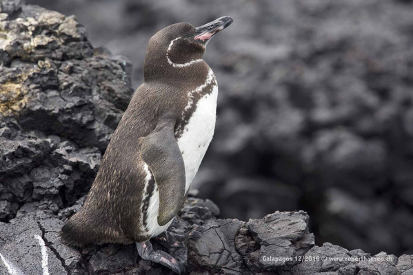 Galapagos, Dezember 2016 © Robert Hansen