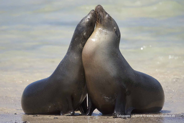 Galapagos, Dezember 2016 © Robert Hansen