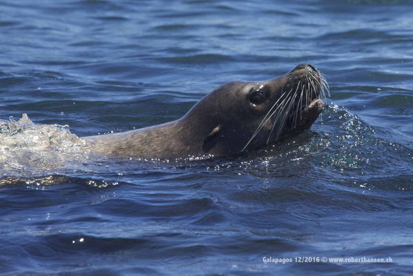 Galapagos, Dezember 2016 © Robert Hansen