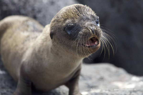 Galapagos, Dezember 2016 © Robert Hansen