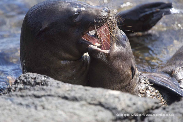 Galapagos, Dezember 2016 © Robert Hansen